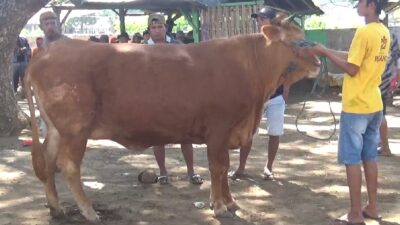 harga-sapi-masih-melambung-di-pasar-bajulmati-banyuwangi-usai-idul-adha