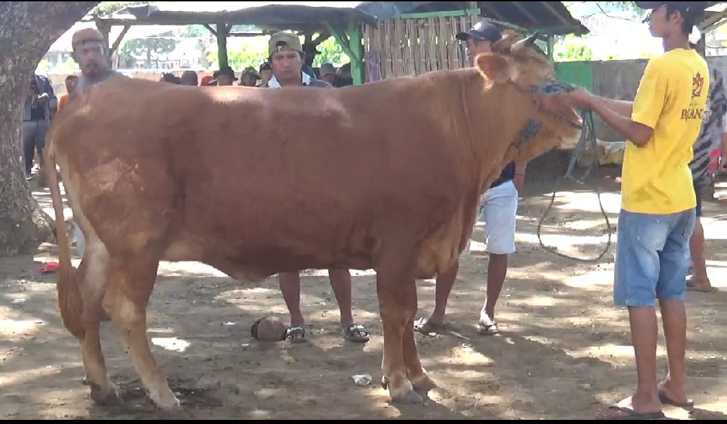 harga-sapi-masih-melambung-di-pasar-bajulmati-banyuwangi-usai-idul-adha