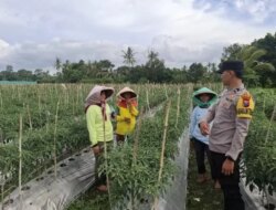 Dukung Ketahanan Pangan dengan Pemanfaatan Lahan Produktif, Peran Bhabinkamtibmas Polresta Banyuwangi Dalam Budidaya Cabai
