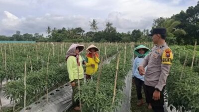 dukung-ketahanan-pangan-dengan-pemanfaatan-lahan-produktif,-peran-bhabinkamtibmas-polresta-banyuwangi-dalam-budidaya-cabai