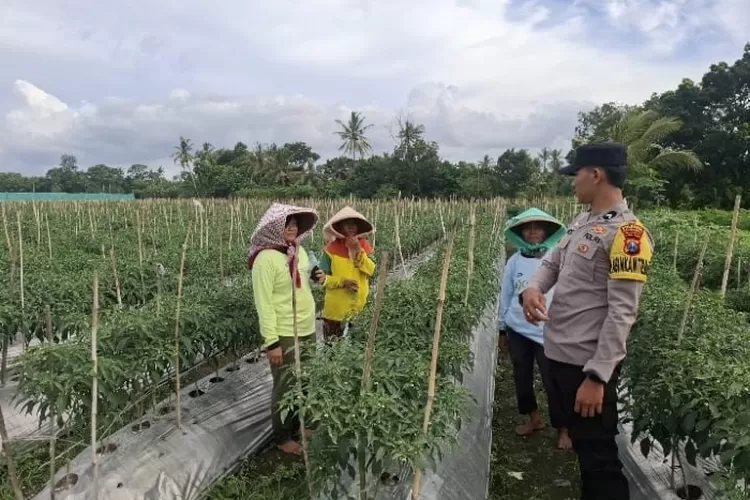 dukung-ketahanan-pangan-dengan-pemanfaatan-lahan-produktif,-peran-bhabinkamtibmas-polresta-banyuwangi-dalam-budidaya-cabai