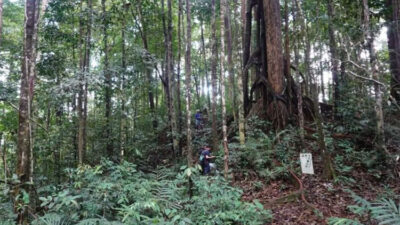 kemenhut-ri-umumkan-dua-spesies-anggrek-dari-kalimantan-–-times-banyuwangi