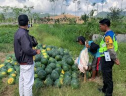 Bhabinkamtibmas Polresta Banyuwangi Dampingi Petani semangka, Dorong Ketahanan Pangan dari Desa