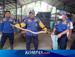 Temuan 2 Ular Kobra Bikin Panik Emak-emak di Bank Sampah Banyuwangi