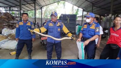 temuan-2-ular-kobra-bikin-panik-emak-emak-di-bank-sampah-banyuwangi