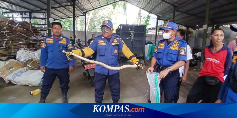 temuan-2-ular-kobra-bikin-panik-emak-emak-di-bank-sampah-banyuwangi