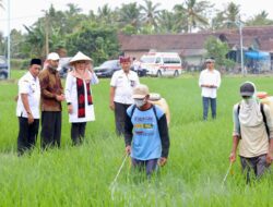 Sejalan dengan Swasembada Pangan Presiden Prabowo, Produksi Beras Banyuwangi Surplus 159 Ribu Ton