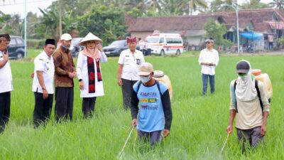 sejalan-dengan-swasembada-pangan-presiden-prabowo,-produksi-beras-banyuwangi-surplus-159-ribu-ton