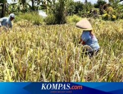 Banyuwangi Surplus Produksi Beras Capai 159.320 Ton
