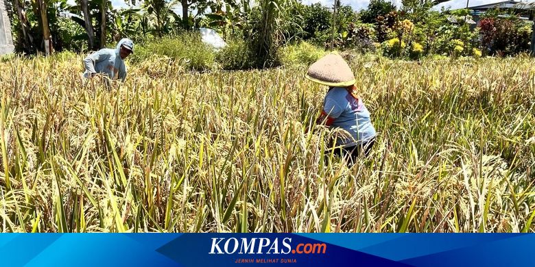 banyuwangi-surplus-produksi-beras-capai-159.320-ton