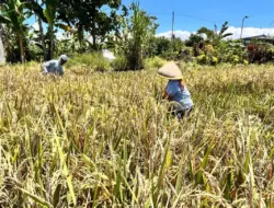 Produksi Beras Banyuwangi Surplus 159 Ribu Ton