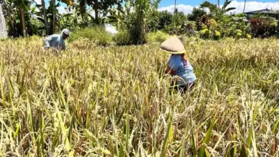 produksi-beras-banyuwangi-surplus-159-ribu-ton