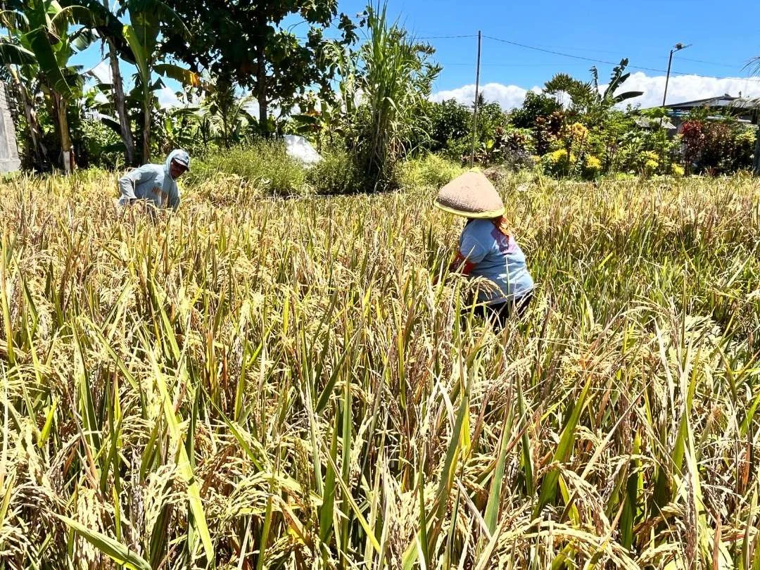 produksi-beras-banyuwangi-surplus-159-ribu-ton