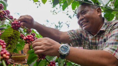 lereng-merapi-panen-kopi-robusta,-kementan-ri-dorong-sleman-jadi-kawasan-andalan-nasional-–-times-banyuwangi