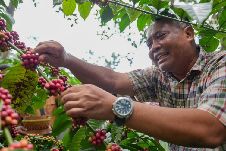 lereng-merapi-panen-kopi-robusta,-kementan-ri-dorong-sleman-jadi-kawasan-andalan-nasional-–-times-banyuwangi