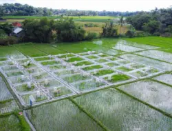 Banyuwangi Kembangkan Ekosistem Industrialisasi Beras Biofortifikasi Dari Hulu Hingga Hilir