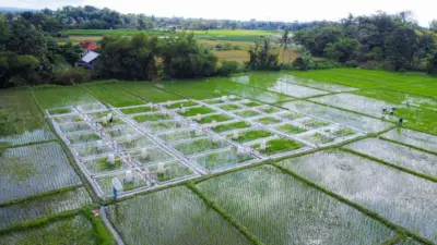 banyuwangi-kembangkan-ekosistem-industrialisasi-beras-biofortifikasi-dari-hulu-hingga-hilir