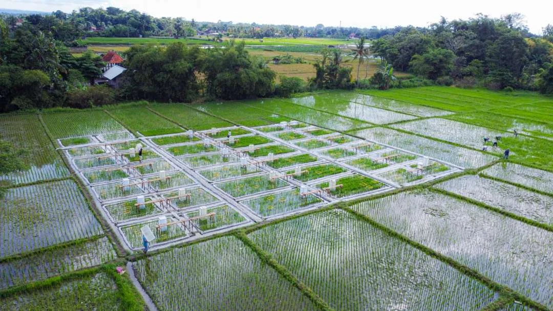 banyuwangi-kembangkan-ekosistem-industrialisasi-beras-biofortifikasi-dari-hulu-hingga-hilir
