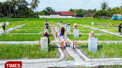 pertama-di-indonesia,-banyuwangi-kembangkan-beras-biofortifikasi-‘sunwangi’-–-times-banyuwangi
