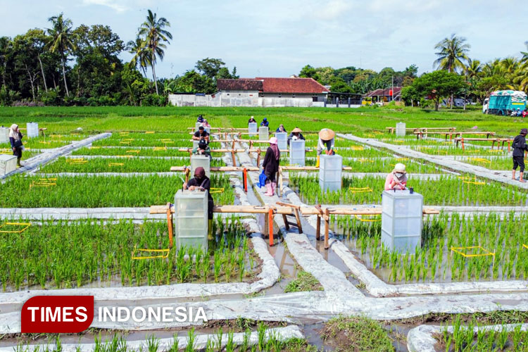 pertama-di-indonesia,-banyuwangi-kembangkan-beras-biofortifikasi-‘sunwangi’-–-times-banyuwangi