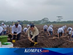 Hujan-hujanan, Gibran Ikut Panen dan Tanam Tebu di Banyuwangi