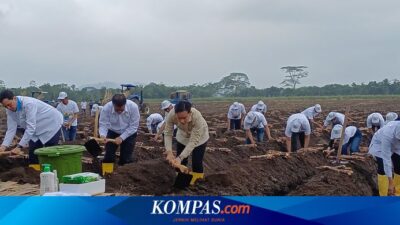 hujan-hujanan,-gibran-ikut-panen-dan-tanam-tebu-di-banyuwangi