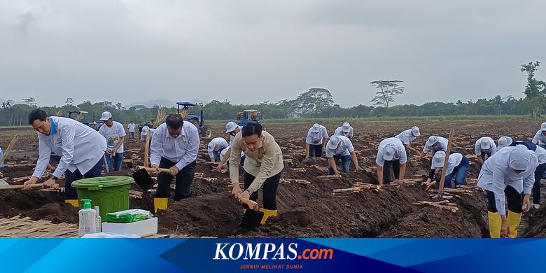hujan-hujanan,-gibran-ikut-panen-dan-tanam-tebu-di-banyuwangi
