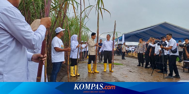 panen-raya-tebu-di-banyuwangi,-wapres-gibran-serahkan-pompa-air-hingga-100-ton-bibit-tebu
