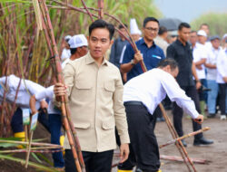 Di Banyuwangi Wapres Gibran Panen Tebu PTPN I Regional 5 Kebun Jolondoro – TIMES Banyuwangi