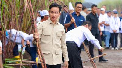 di-banyuwangi-wapres-gibran-panen-tebu-ptpn-i-regional-5-kebun-jolondoro-–-times-banyuwangi