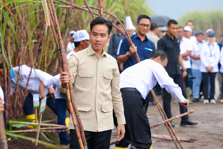 di-banyuwangi-wapres-gibran-panen-tebu-ptpn-i-regional-5-kebun-jolondoro-–-times-banyuwangi