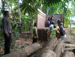 Tangkap Dua Warga Banyuwangi, Polisi Sita Puluhan Batang Kayu Jati Ilegal – TIMES Banyuwangi