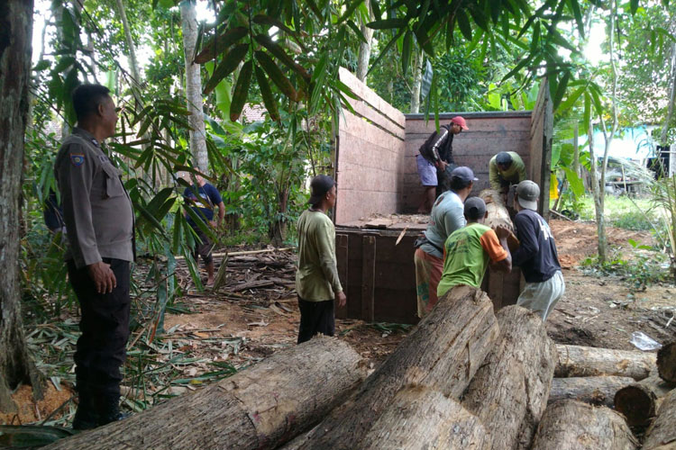tangkap-dua-warga-banyuwangi,-polisi-sita-puluhan-batang-kayu-jati-ilegal-–-times-banyuwangi