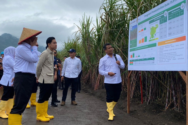 wapres-panen-tebu-di-hgu-pg-glenmore-pt-sgn,-dukung-percepatan-swasembada-gula-–-times-banyuwangi