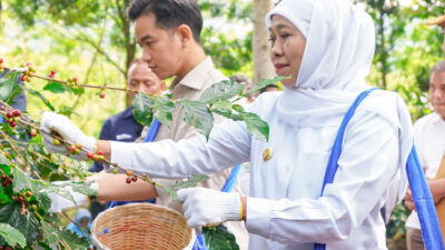 panen-raya-kopi-bersama-wapres,-gubernur-khofifah-kenalkan-communal-branding-–-times-banyuwangi