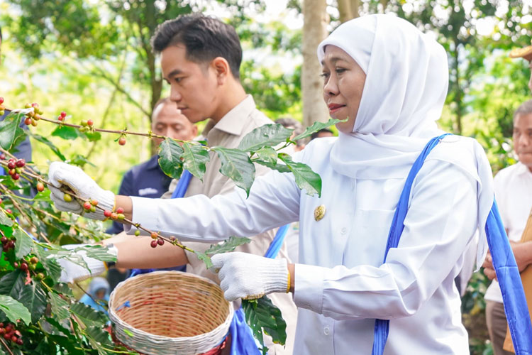 panen-raya-kopi-bersama-wapres,-gubernur-khofifah-kenalkan-communal-branding-–-times-banyuwangi