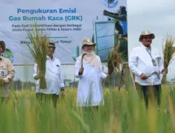 Banyuwangi Luncurkan Ekosistem Beras Biofortifikasi Sunwangi Berskala Industri, Pertama di Indonesia