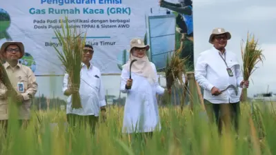 banyuwangi-luncurkan-ekosistem-beras-biofortifikasi-sunwangi-berskala-industri,-pertama-di-indonesia