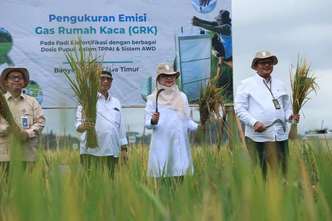 banyuwangi-luncurkan-ekosistem-beras-biofortifikasi-sunwangi-berskala-industri,-pertama-di-indonesia