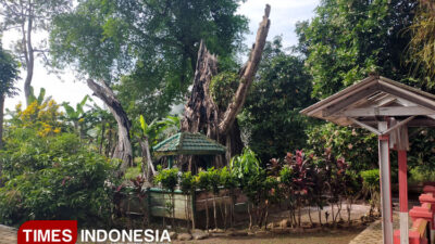 grebeg-tumpeng-dan-khaul-mbah-patra-manggala,-warisan-luhur-dari-desa-batuagung-tegal-–-times-banyuwangi