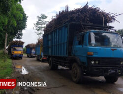Jalan di Blokade Sopir Truk, 3 Hari Pabrik Gula Glenmore Banyuwangi Stop Giling – TIMES Banyuwangi