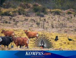 5 Fakta Taman Nasional Alas Purwo, Hutan Tertua di Pulau Jawa