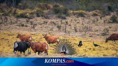 5-fakta-taman-nasional-alas-purwo,-hutan-tertua-di-pulau-jawa