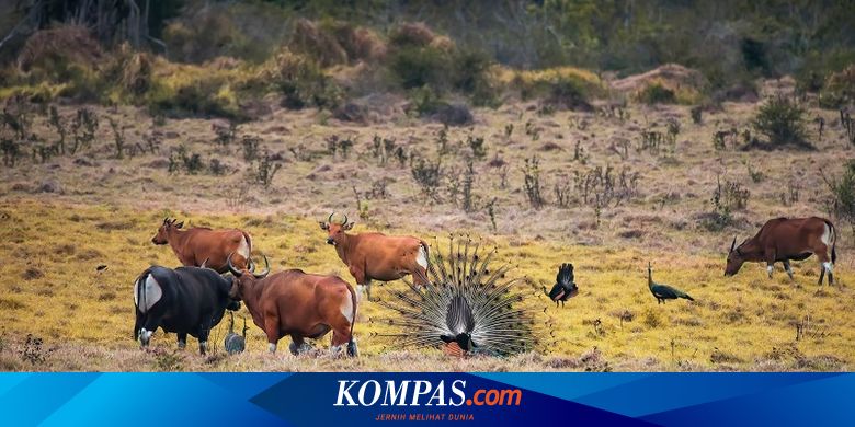 5-fakta-taman-nasional-alas-purwo,-hutan-tertua-di-pulau-jawa