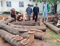16 Batang Kayu Jati Ilegal Diamankan di Banyuwangi, Satu Orang Ditangkap