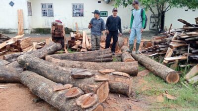 16-batang-kayu-jati-ilegal-diamankan-di-banyuwangi,-satu-orang-ditangkap