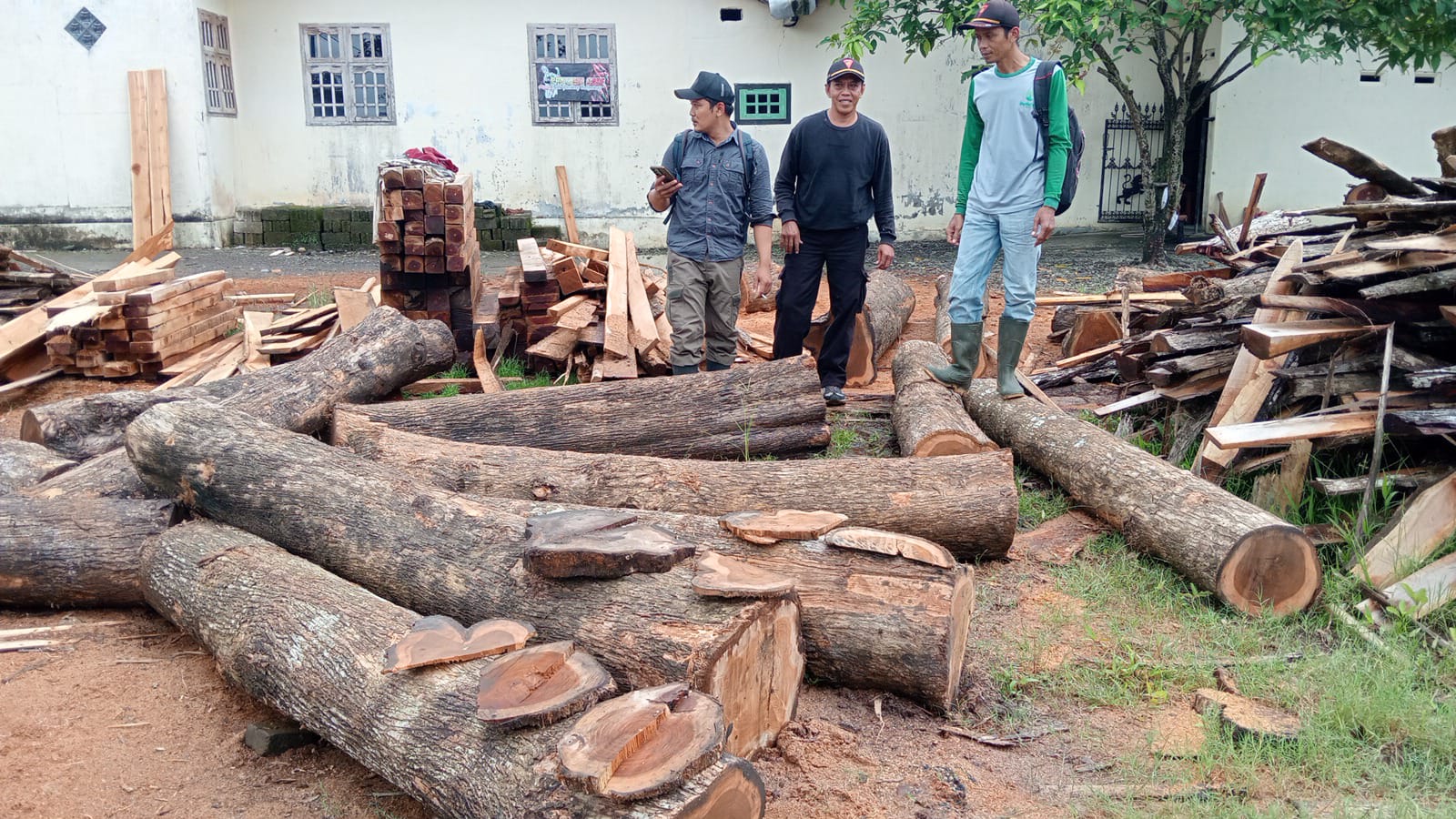 16-batang-kayu-jati-ilegal-diamankan-di-banyuwangi,-satu-orang-ditangkap