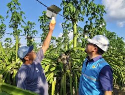 Dukung Ekonomi Kerakyatan, PLN Elektrifikasi 21 Ribu Lebih Petani Buah Naga di Banyuwangi