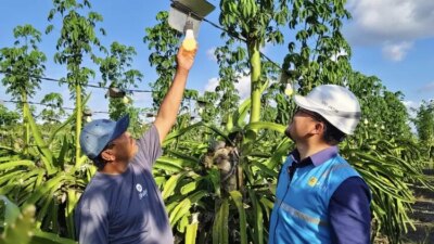 dukung-ekonomi-kerakyatan,-pln-elektrifikasi-21-ribu-lebih-petani-buah-naga-di-banyuwangi