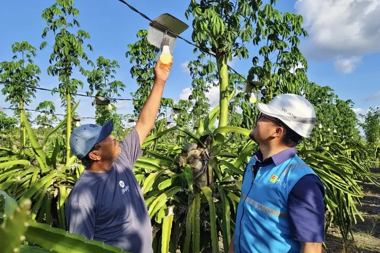 dukung-ekonomi-kerakyatan,-pln-elektrifikasi-21-ribu-lebih-petani-buah-naga-di-banyuwangi
